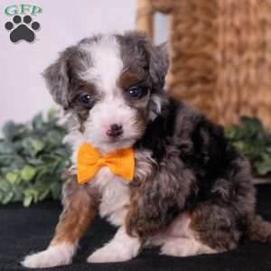 Kricket, Mini Bernedoodle Puppy